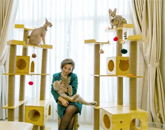 越南富家女花数十万在家里养3只野生大猫，网友：好看但养不起