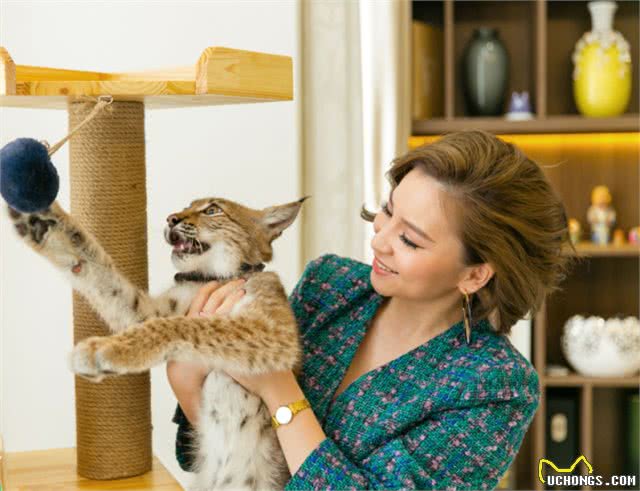 越南富家女花数十万在家里养3只野生大猫，网友：好看但养不起