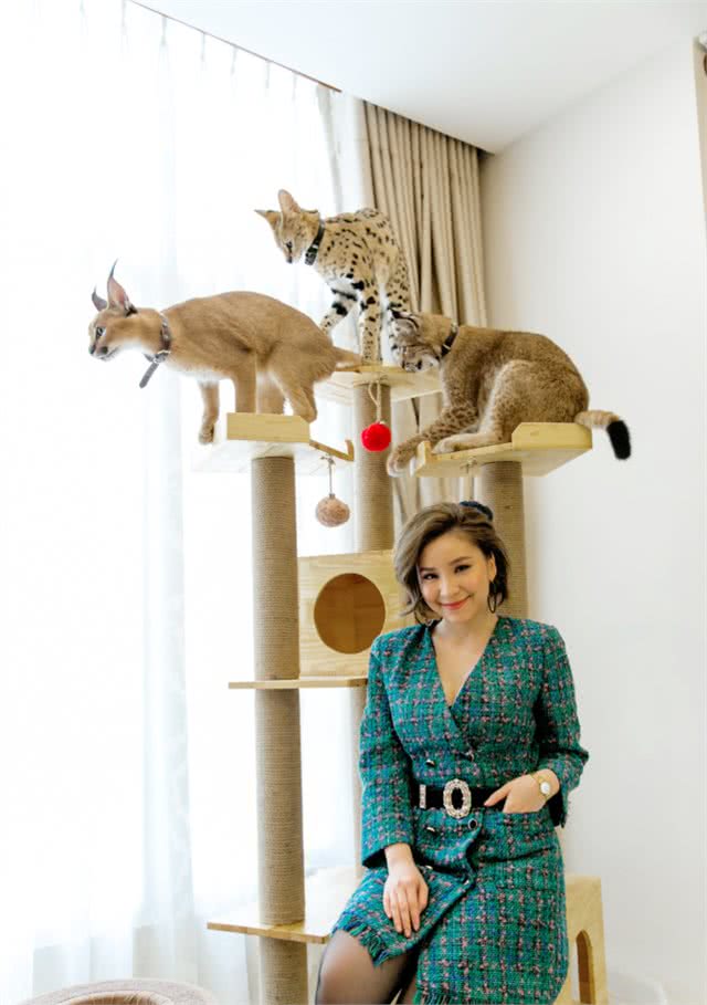 越南富家女花数十万在家里养3只野生大猫，网友：好看但养不起