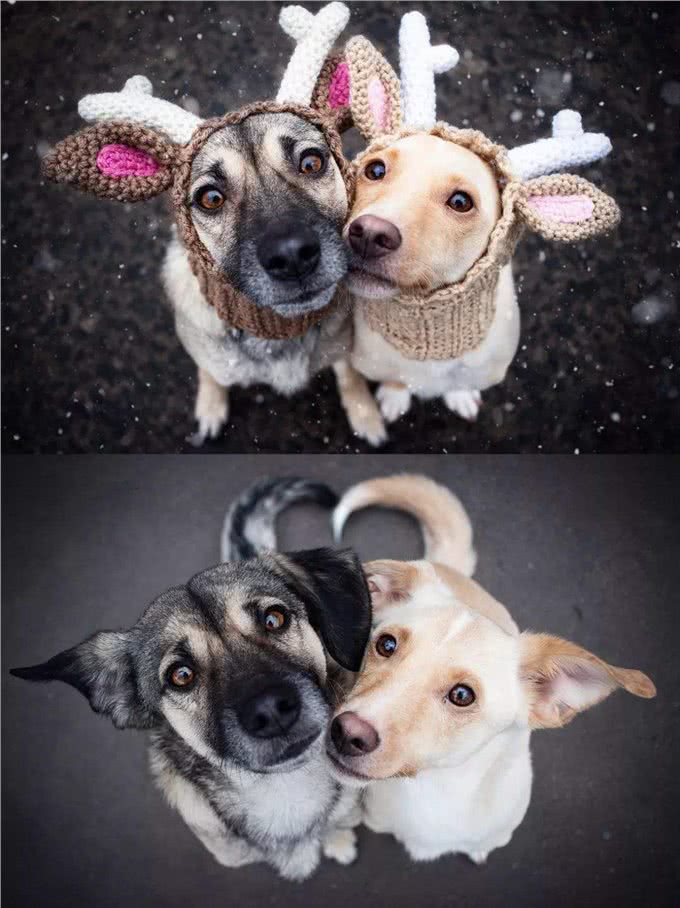 两只狗交配时，为何会流血呢?