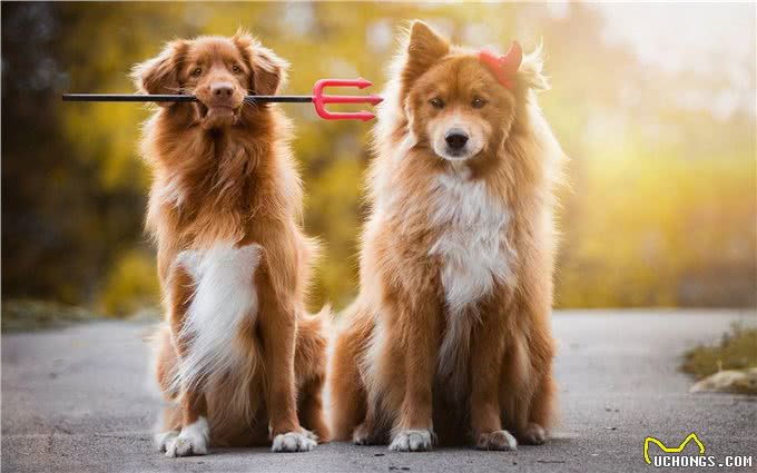 两只狗交配时，为何会流血呢?