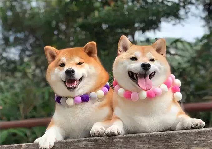 两只狗交配时，为何会流血呢?