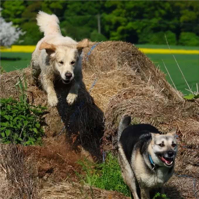 两只狗交配时，为何会流血呢?