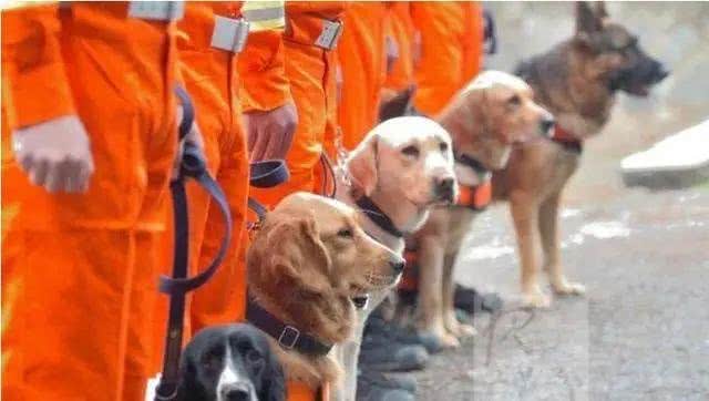 最出色5种搜救犬，援灾救人，看看你都认识几个?