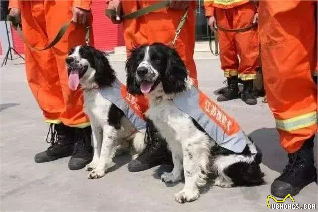 最出色5种搜救犬，援灾救人，看看你都认识几个?