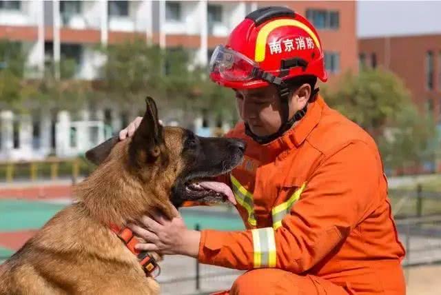 最出色5种搜救犬，援灾救人，看看你都认识几个?