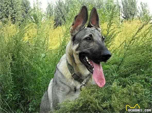 最出色5种搜救犬，援灾救人，看看你都认识几个?