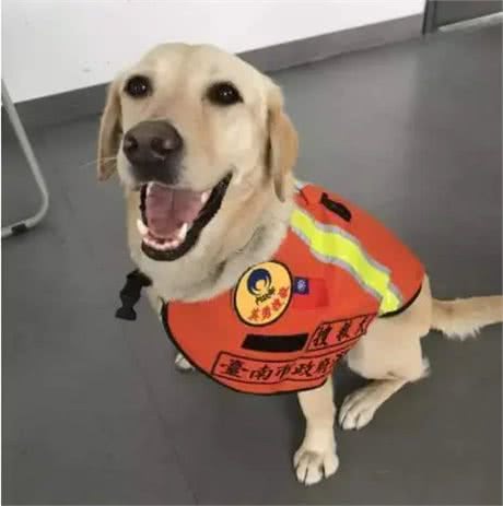 最出色5种搜救犬，援灾救人，看看你都认识几个?