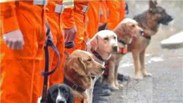 最出色5种搜救犬，援灾救人，看看你都认识几个?