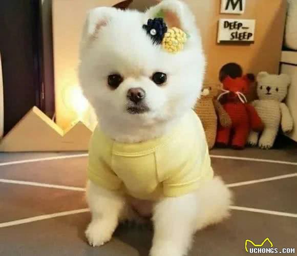 狗喜欢吃屎，是与生俱来还是另有玄机?