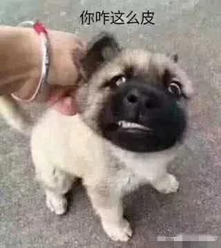 狗喜欢吃屎，是与生俱来还是另有玄机?