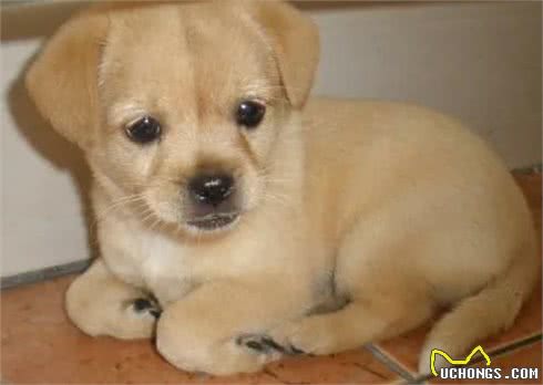 狗喜欢吃屎，是与生俱来还是另有玄机?