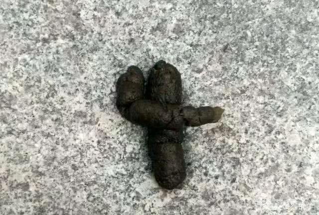 狗喜欢吃屎，是与生俱来还是另有玄机?
