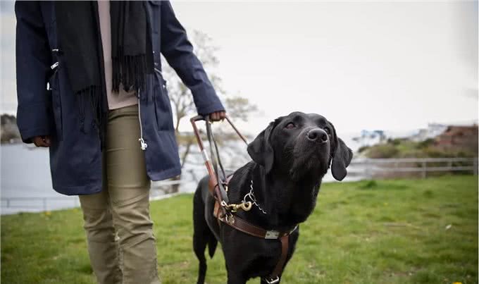 小Q除了做导盲犬，还能做什么工作?狗狗中6种常见的工作犬