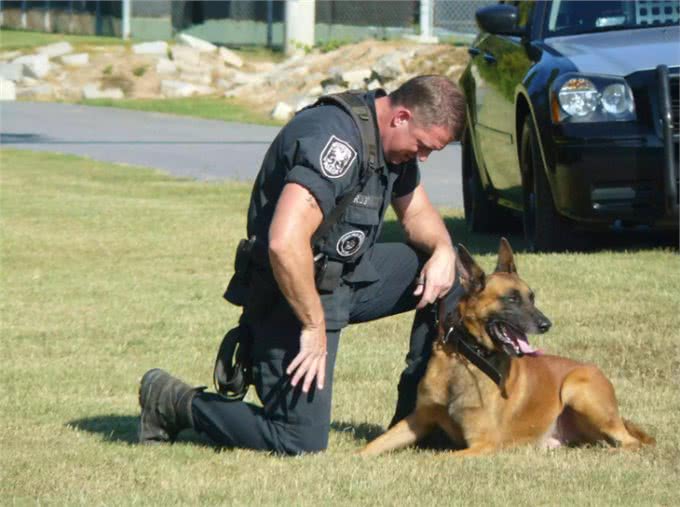 小Q除了做导盲犬，还能做什么工作?狗狗中6种常见的工作犬