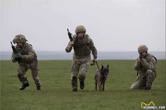 小Q除了做导盲犬，还能做什么工作?狗狗中6种常见的工作犬