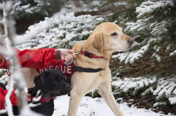 小Q除了做导盲犬，还能做什么工作?狗狗中6种常见的工作犬