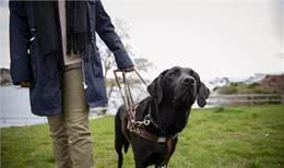 小Q除了做导盲犬，还能做什么工作?狗狗中6种常见的工作犬