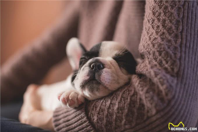 我不推荐大家给狗买狗粮，但如果你要买，这九个建议送给你