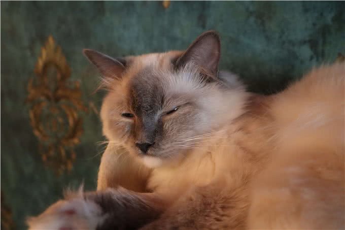 不建议你去饲养缅因猫的几大忠告，看完你还想要养吗?