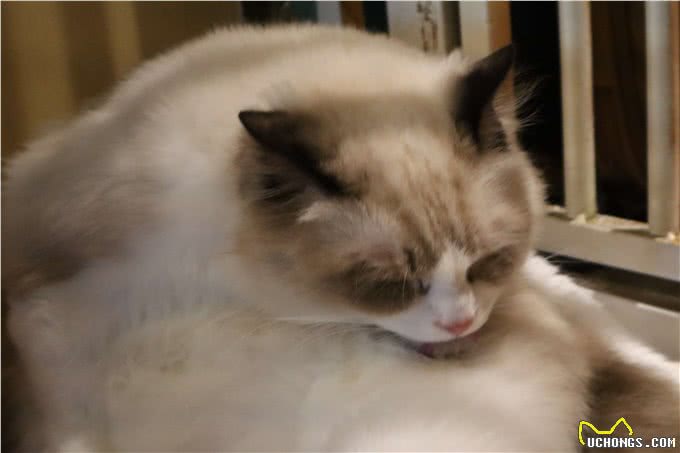 不建议你去饲养缅因猫的几大忠告，看完你还想要养吗?