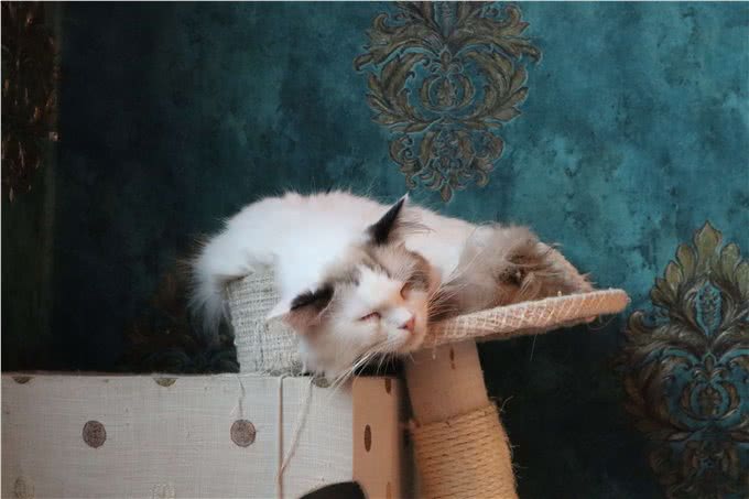 不建议你去饲养缅因猫的几大忠告，看完你还想要养吗?