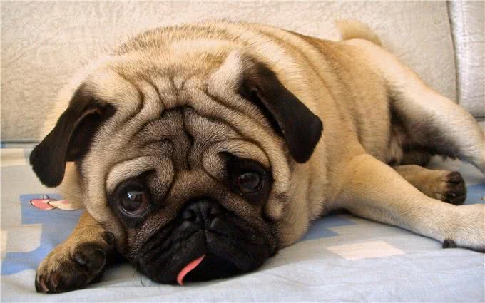 从小叫到大的哈巴狗—霸气巴哥犬