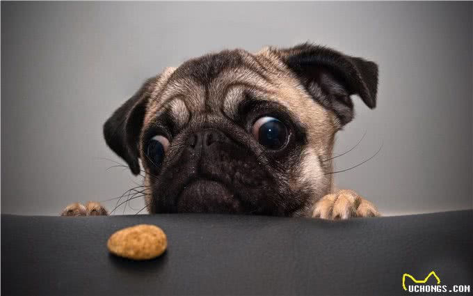 从小叫到大的哈巴狗—霸气巴哥犬