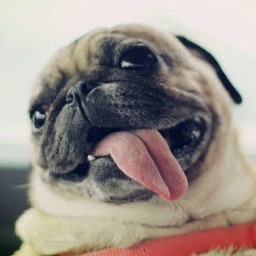 从小叫到大的哈巴狗—霸气巴哥犬