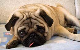 从小叫到大的哈巴狗—霸气巴哥犬