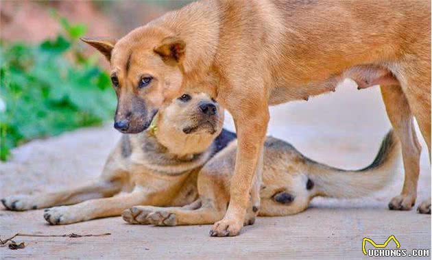 狗界最有灵性的6种狗，你对它的好，会铭记一生