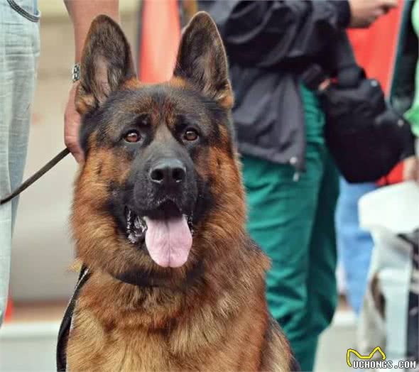 狗界最有灵性的6种狗，你对它的好，会铭记一生