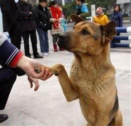 狗界最有灵性的6种狗，你对它的好，会铭记一生