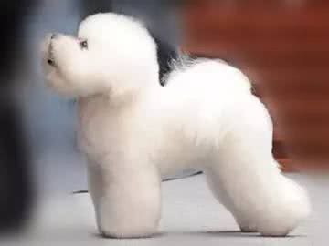 宠物美容:比熊仅仅剪圆就行了吗?