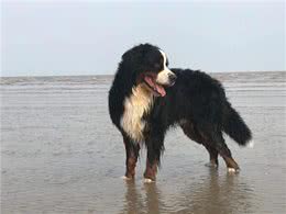 宠物洗澡美容的哪点事