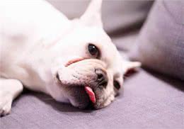 养狗心得:狗狗便秘症状，有哪些?拉不出来是便秘吗?怎么处理?