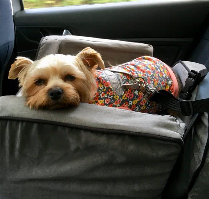 让狗狗爱上坐车，方法并不难，但主人绝不能硬着来