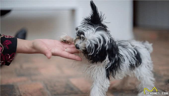 养狗久了才明白，狗狗张嘴咬我手，有这几种含义