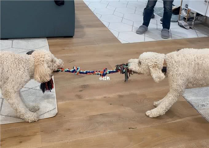 养狗久了才明白，狗狗张嘴咬我手，有这几种含义