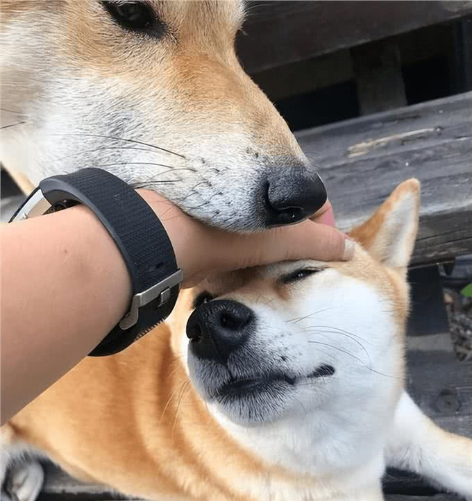 养狗久了才明白，狗狗张嘴咬我手，有这几种含义