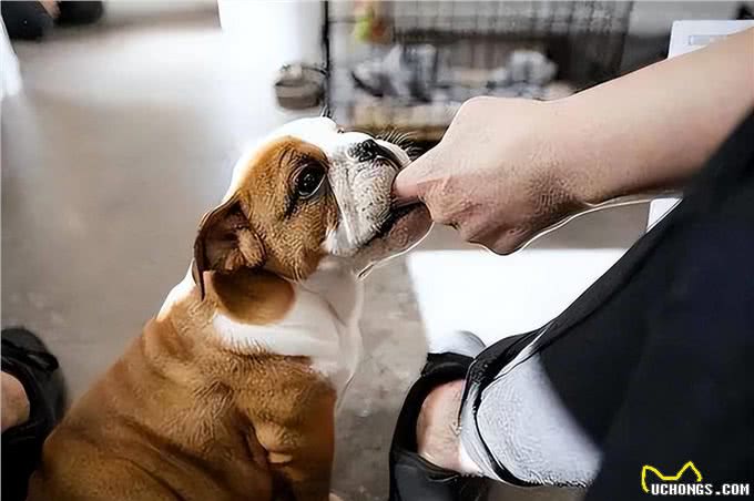 养狗久了才明白，狗狗张嘴咬我手，有这几种含义