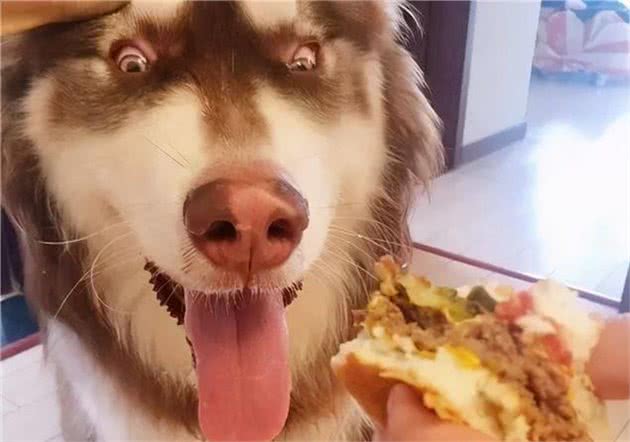 养狗久了才明白，狗狗张嘴咬我手，有这几种含义