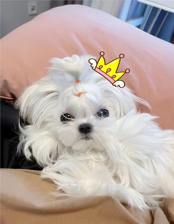 宠物异味难处理?资深宠物管家教你3招快速除臭，试过再无异味