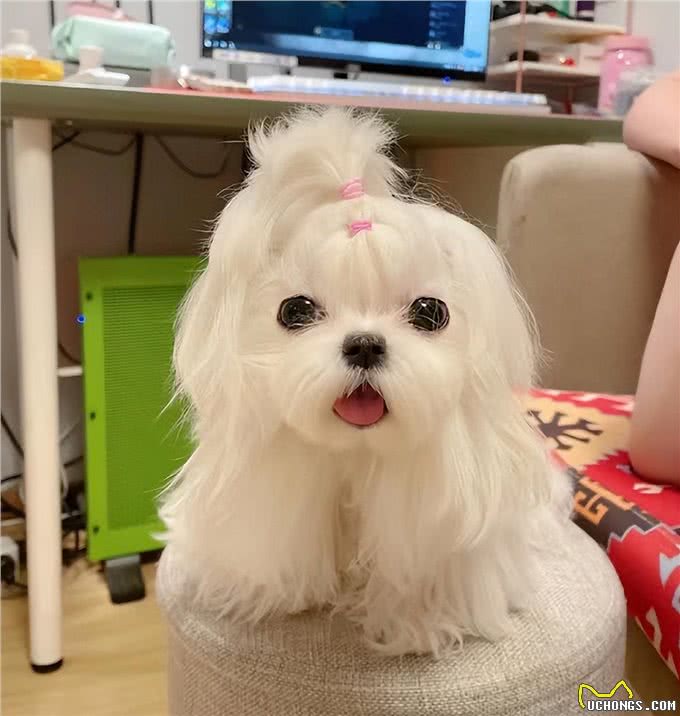 宠物异味难处理?资深宠物管家教你3招快速除臭，试过再无异味