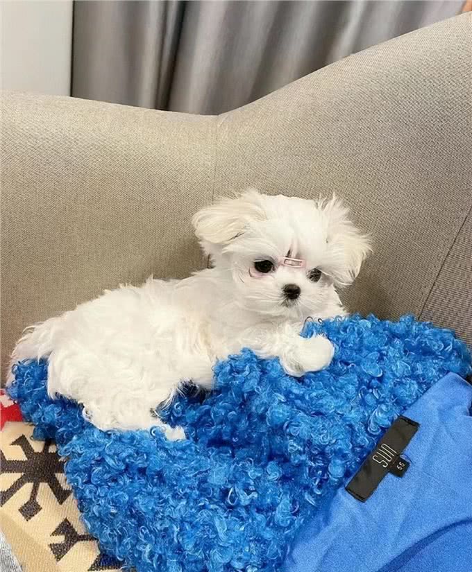 宠物异味难处理?资深宠物管家教你3招快速除臭，试过再无异味