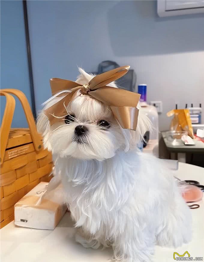 宠物异味难处理?资深宠物管家教你3招快速除臭，试过再无异味