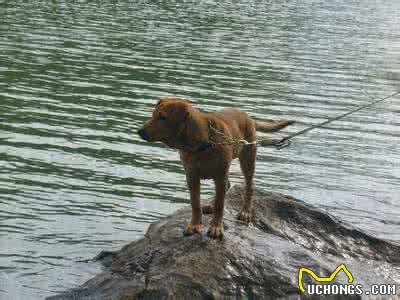 拉布拉多犬，你懂它吗?