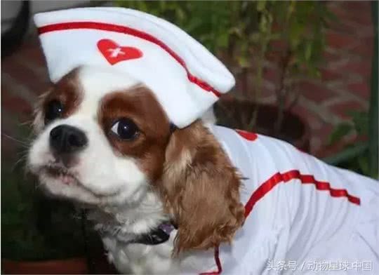 锋哥的初心宠物课堂:宠物狗冬季各器官养护措施!多带狗外出运动