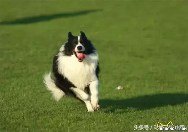 锋哥的初心宠物课堂:宠物狗冬季各器官养护措施!多带狗外出运动