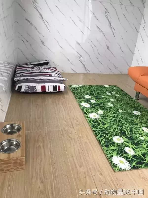 锋哥的初心宠物课堂:宠物狗冬季各器官养护措施!多带狗外出运动